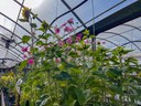 Greenhouse Flowers
