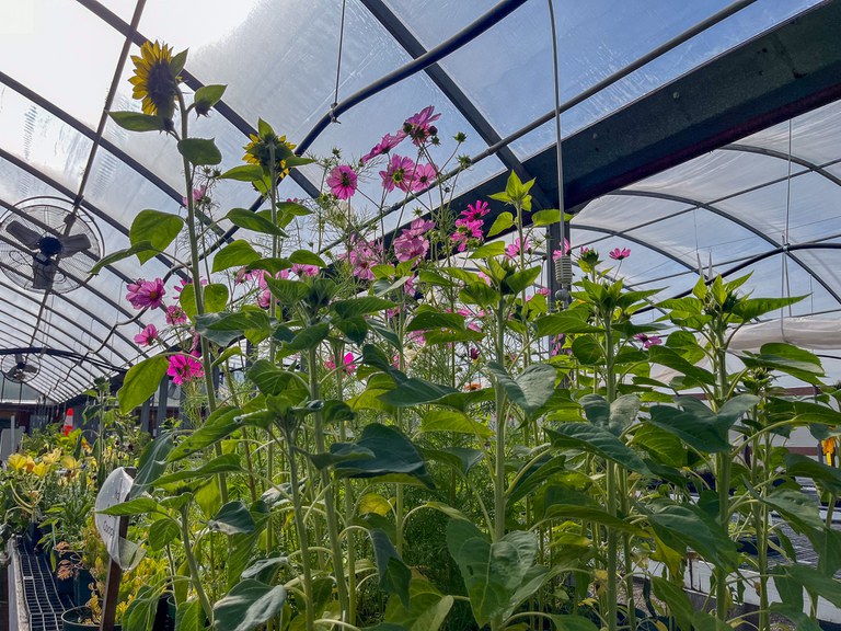 Greenhouse Flowers