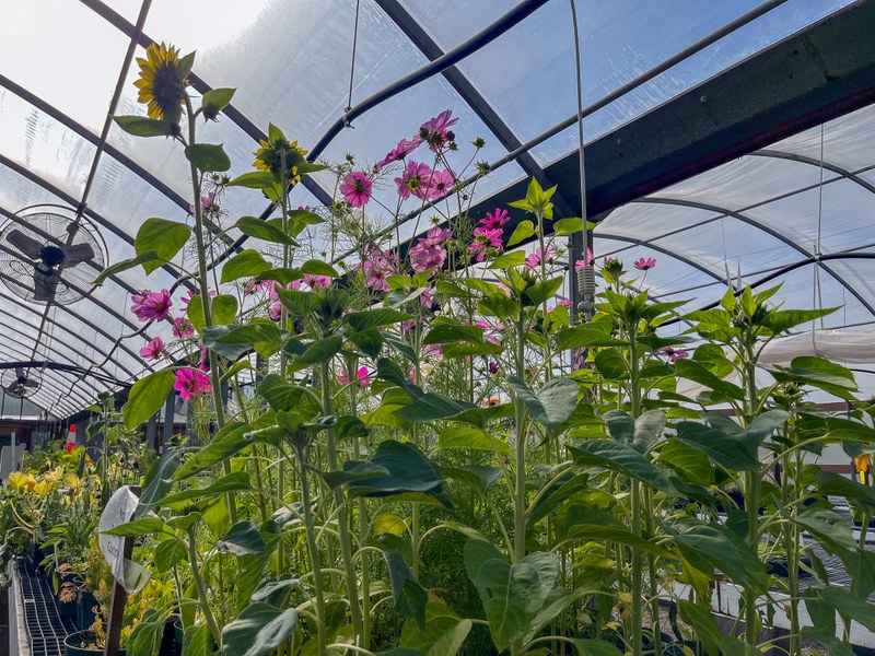 Greenhouse Flowers