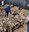 Rock Garden