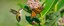 Pollinators