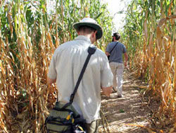 Maize Maze Path