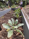 Local Ag- Kale in Lobo Gardens