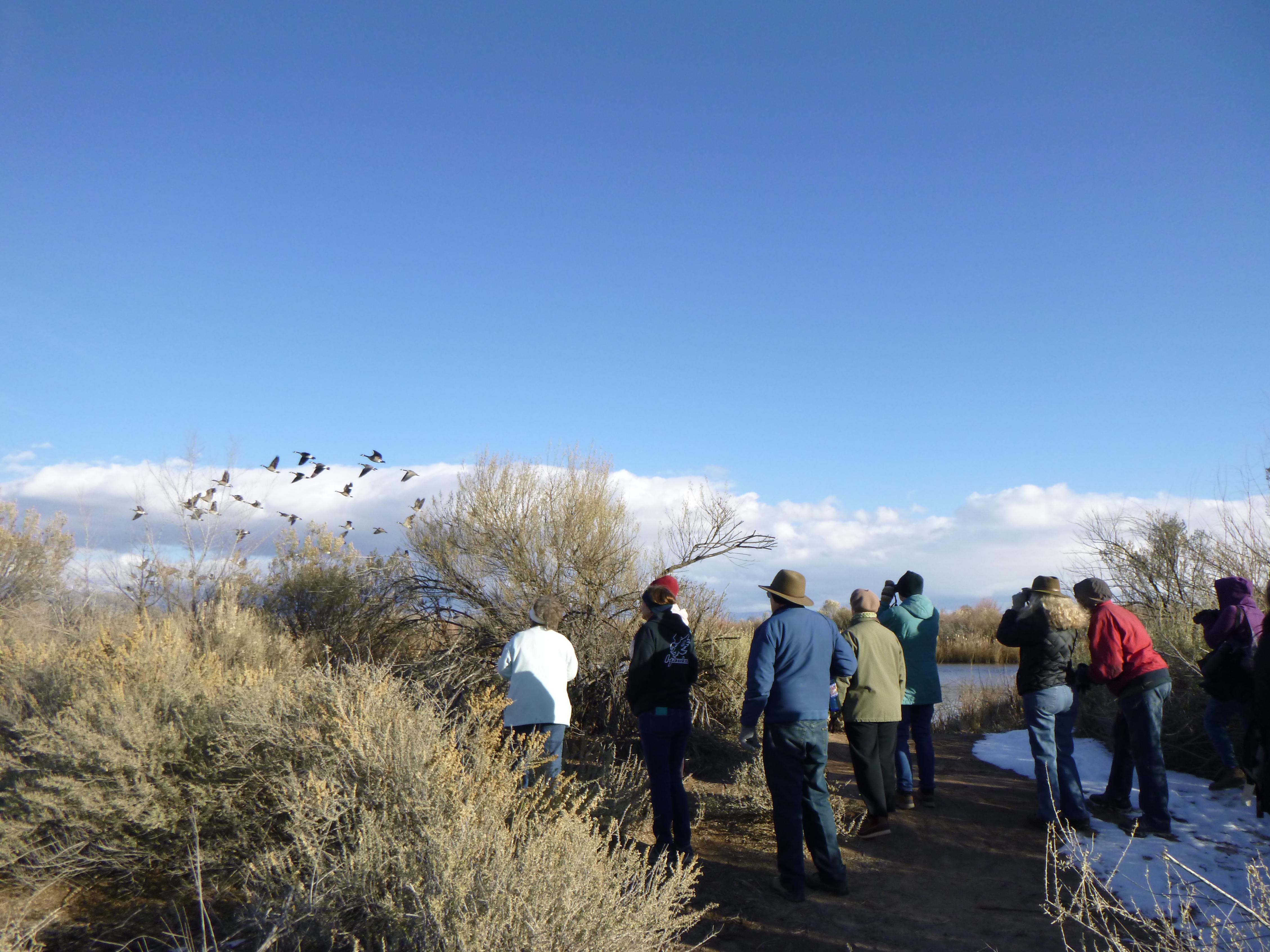 Image of the Rio Grande by the Bosque on a clear sky winter day. A group of adults to the right in winter attire stand near a trail of dirt and snow as they observe with binoculars a flock of birds flying to the left of the image.