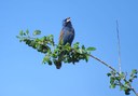 2025 CNP Blue Grosbeak