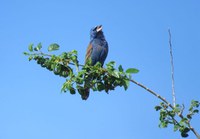 Blue Grosbeak singing