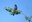 2025 CNP Blue Grosbeak