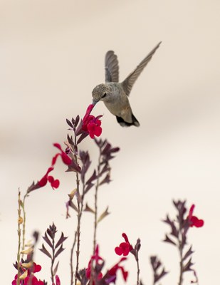 image of a hummingbird