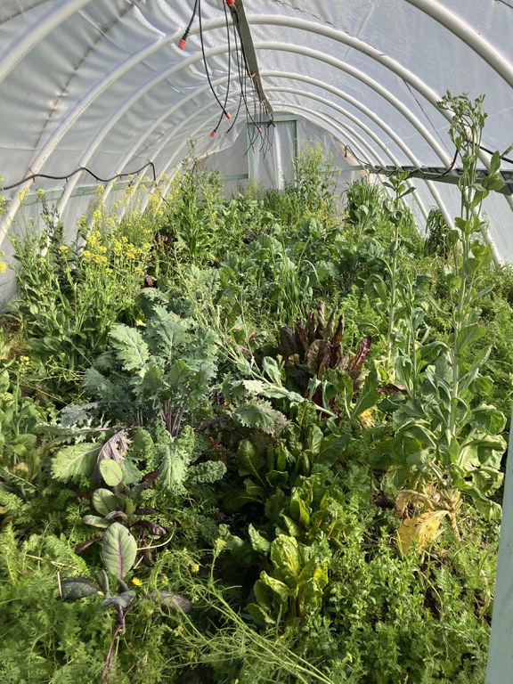 Winter hoop house