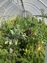 Winter hoop house