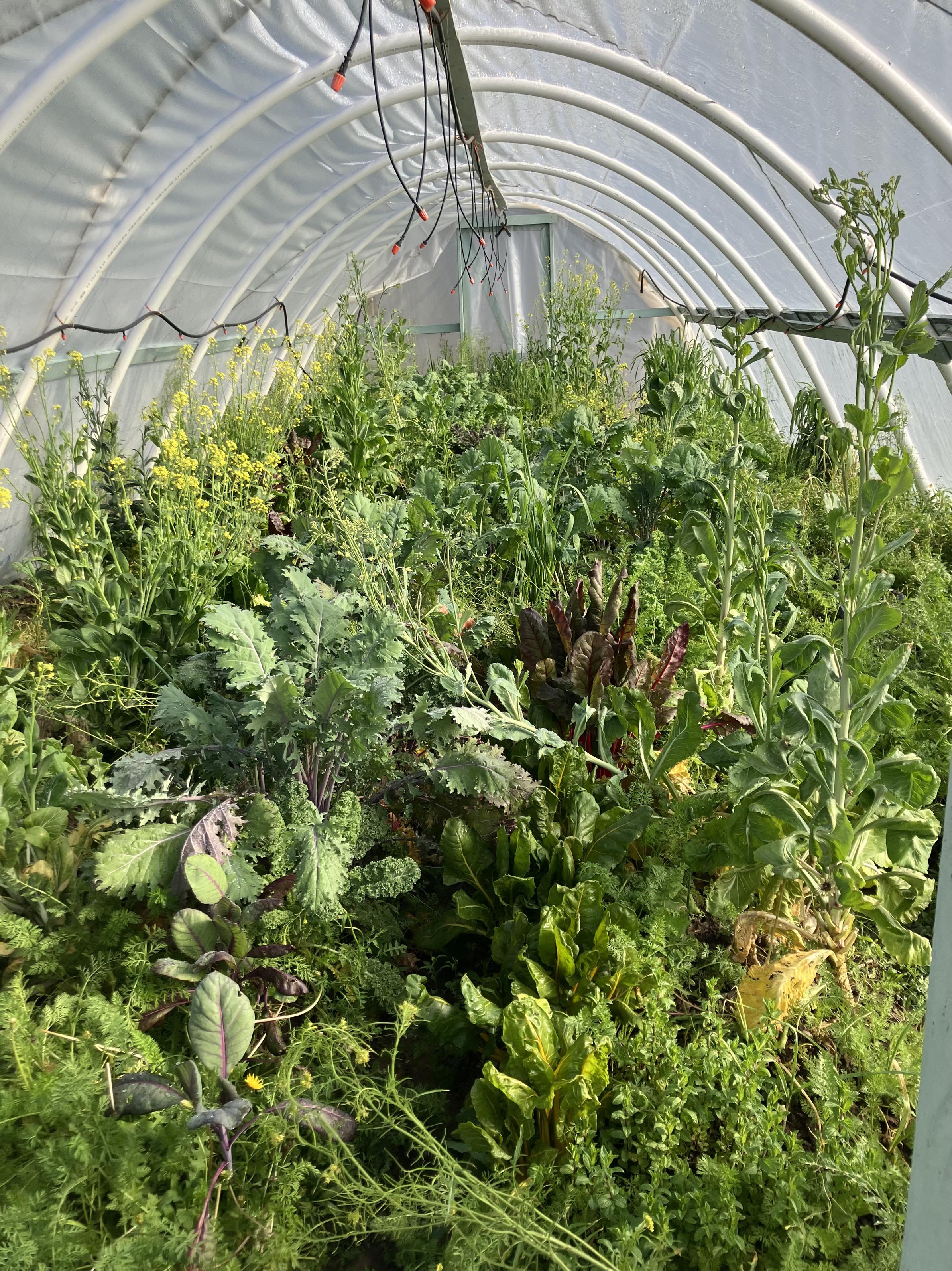 Winter hoop house