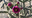 Pink Cactus Flower Tijeras