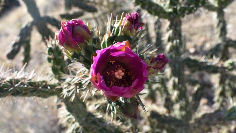 Pink Cactus Flower Tijeras