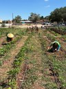 Project Feed the Hood production farm