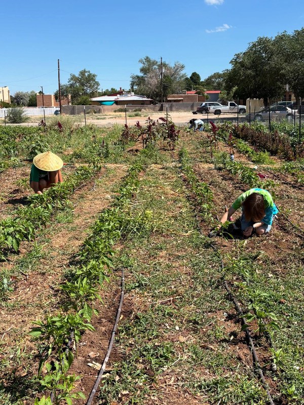 Volunteers caring for the production rows at the Project Feed the Hood Community Garden. 