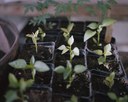 Bioneer Seedlings