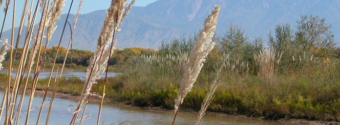A view of the Rio Grande taken from the Bosque among trees and shrubs with the Sandia Mountains in the background.