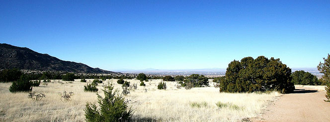 A landscape with fry grass, shrubs, 2 evergreen trees, and a hill in the background.