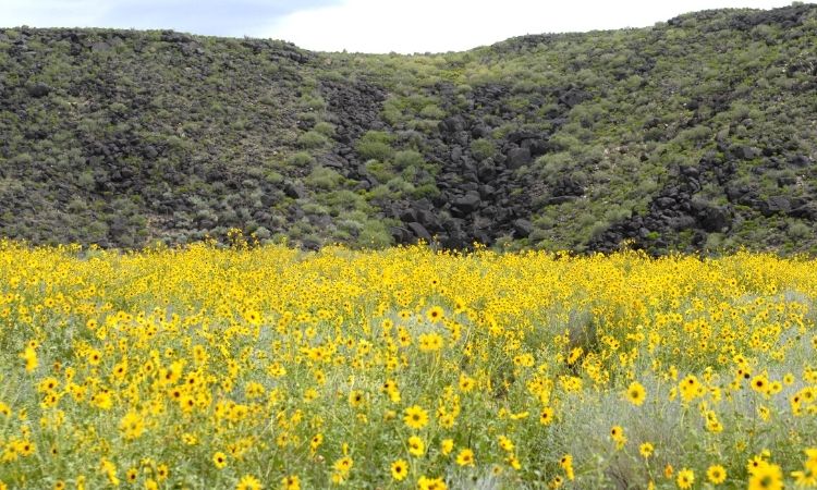 Trails  Boca Negra Canyon