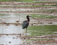 A White-faced Ibis is perched on one leg in the preserve's marsh