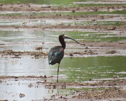 A White-faced Ibis is perched on one leg in the preserve's marsh