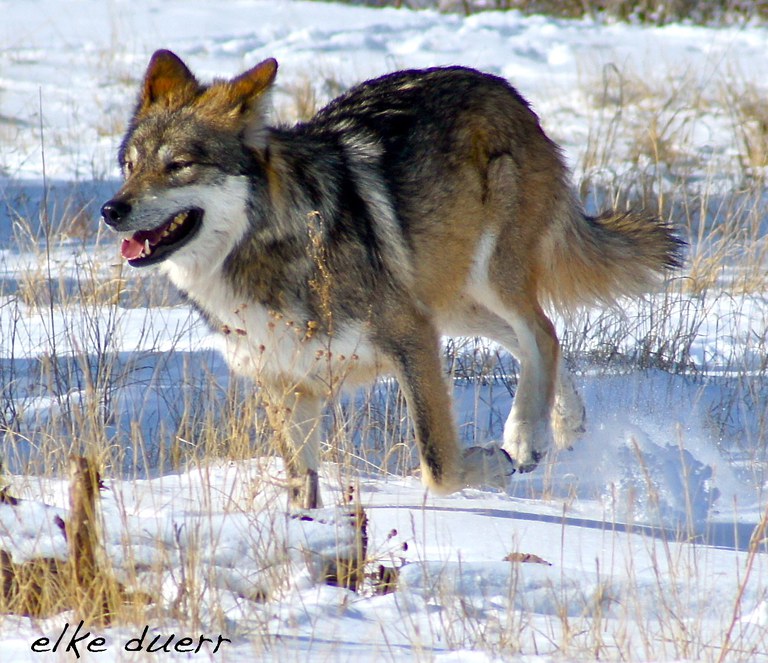 Wolf Habitat Protection 