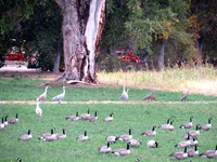 Albuquerque Welcomes Return of Migrating Sandhill Cranes to Open Space