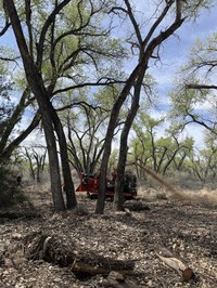 Bosque Restoration and Fire Prevention Work Underway