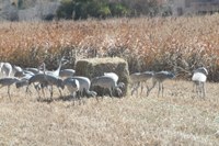 Parks & Recreation Encourages Burqueños to #OptOutside this Black Friday Parks & Recreation Encourages Burqueños to #OptOutside this Black Friday