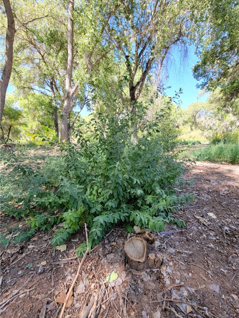 Portions of the Bosque to Close Temporarily Portions of the Bosque to Close Temporarily