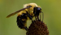 Swarm Season: Bees are House Hunting!