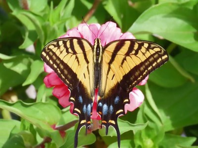 2025 Pollinator Celebration