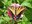 2025 Pollinator Celebration