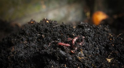 A Free Composting Class with Worms!