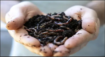 A Free Vermicomposting Workshop!