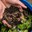 A Free Worm Composting Class