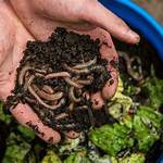 A Free Worm Composting Class