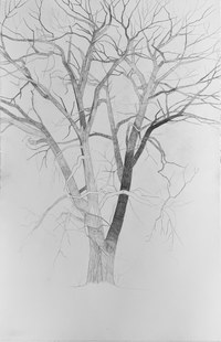 A Parliament of Trees, with artist Brian Stinson