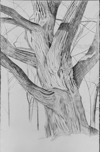 Artist Talk: Parliament of Trees!