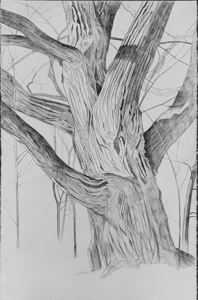 Artist Talk: Parliament of Trees!