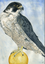 Cathe Bloomfield Collard presents: "Whispers in the Wild" Opening Reception!