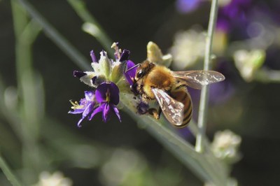 Family Nature Club: Powerful Pollinators (all ages)