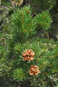 Intro to the Outdoors: Learn to Identity Native Plants (ages 18+)