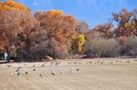 Family Nature Club: Magnificent Migration (all ages)