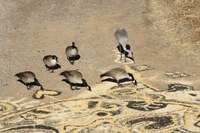 Family Nature Club: Seed Mandalas & Winter Nature (all ages)