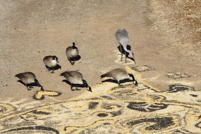 Family Nature Club: Seed Mandalas & Winter Nature (all ages)