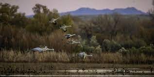 "Wing" in the New Year