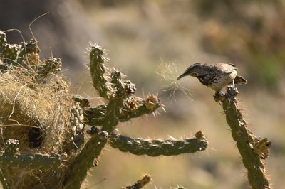 Family Nature Club: All About Adaptations (all ages)