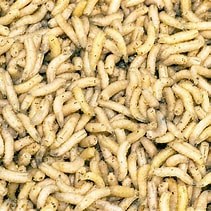 Open Space Visitor Center Presents: Maggot Art!