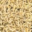 Open Space Visitor Center Presents: Maggot Art!